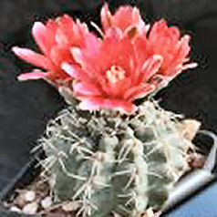 Cacto gymnocalycium baldianum